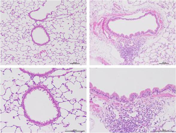 小鼠模型示意图